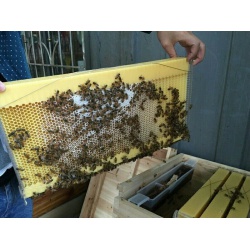 Včelí rámky automatické typu FLOW 7ks(6)